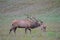 In rutting season, a bull elk checks out his harem of females.