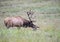 In rutting season, a bull elk licks a female who`s laying down.