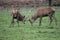 Rutting Stag red deer wild England- Cervus elaphus