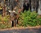 Rutting Whitetail Deer Buck