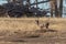 Rutting Whitetail Deer Buck in Autumn