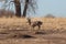 Rutting Whitetail Deer Buck in Fall