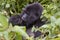 Rwanda Gorilla eating