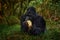 Rwanda mountain gorilla with food. Detail head primate portrait with beautiful eyes. Wildlife scene from nature. Africa. Mountain