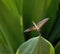 Rwandan Dragonfly