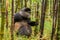 Rwandan golden monkey sitting in the middle of green bamboo fore