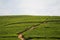 Rwandan Tea Plantations
