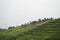 Rwandan Tea Plantations with Village
