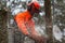 RYCZYWOL, POLAND - FEBRUARY 18, 2017 - Woodcutter cutting tree with a chainsaw