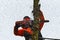 RYCZYWOL, POLAND - FEBRUARY 18, 2017 - Woodcutter cutting tree with a chainsaw