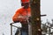 RYCZYWOL, POLAND - FEBRUARY 18, 2017 - Woodcutter cutting tree with a chainsaw