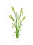 Rye, barley or wheat plant. Vector illustration. Secale cereale. Agriculture cultivated plant. Green leaves. Flat color