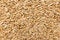 Rye cereal grain. Closeup of grains, background use.