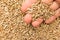 Rye cereal grain. Person with grains in hand. Macro. Whole food.