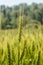 Rye ears close on the field in June