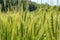 Rye ears close on the field in June