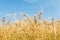 Rye ears on sky background. Rye field in sunny summer day. View of spikelets and stems from below. Harvest concept