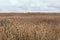 Rye field, Belarus. It`s a nasty day