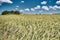 Rye field and blue sky