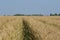 Rye field with the church on the horizon