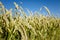 Rye field. Closeup of ears of corn in a danish ryefield