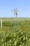 rye field with green unripe rye spikelets