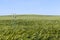 rye field with green unripe rye spikelets