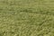 rye field with green unripe rye spikelets