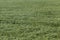 rye field with green unripe rye spikelets