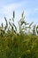 Rye field Secale cereale backlit.green young rye ears