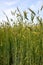 Rye field Secale cereale backlit.green young rye ears