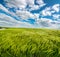 rye field with spikelets, top view,wide angle, with beautiful sky