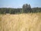Rye field in summer.