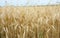 Rye grain harvest on rye field.