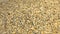 Rye grains on a yellow background. 2 Shots. Horizontal pan. Close-up.