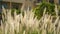 Rye grass in city parks landscape design. Dry fluffy golden reeds landscaping