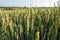 The rye growing in the field. Rye ear close up. Secale cereale. Rye grows in field. Grain crops. Spikelets of cereals