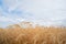 Rye plantation and blue sky with clouds.