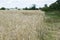 Rye ripened in the field. Rye is a grain plant. Crop of agricultural products.