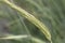 Rye spike Secale cereale in a field.