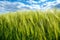 Rye spikelets with blue cloudly sky