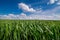 rye sprouts, sowing wheat close up and beautiful sky with clouds in the background