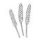 Rye or wheat spikelets outline