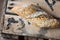 Rye whole wheat bread roll with golden crust dusted with flour on wood box, top view