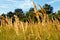 Ryegrass field on a sunny day