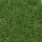 Ryegrass Grass. Close view. 3D illustration