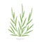 Ryegrass plant. Fescue grass family poaceae. Lolium. Agricultural vector background.