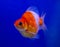 Ryukin goldfish on blue background