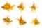 Ryukin Goldfish Series