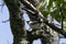 Ryukyu minivet on a branch of tree in springtime forest